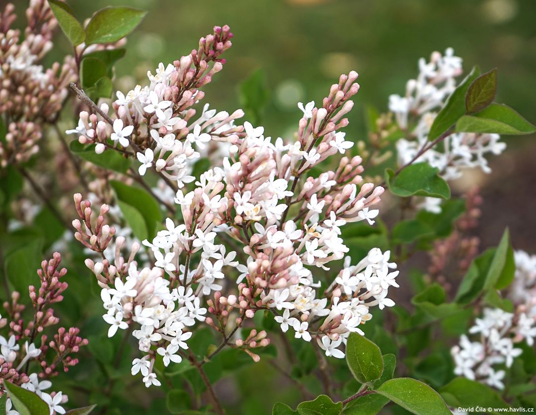 Syringa Flowerfesta White