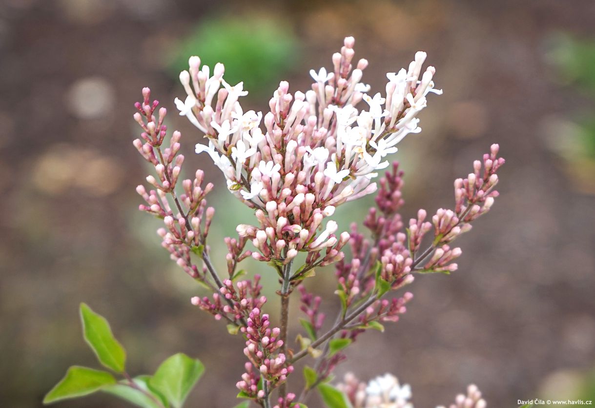 Syringa Flowerfesta White