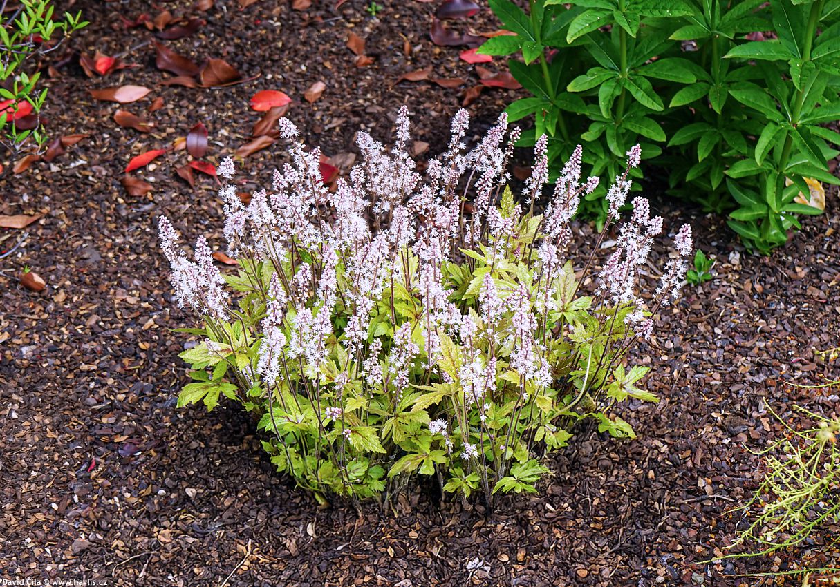 Tiarella Pink Skyrocket