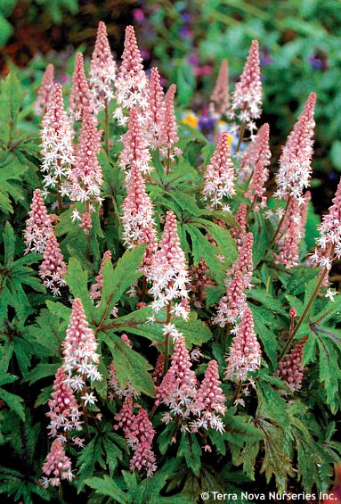 Tiarella 'PINK SKYROCKET'