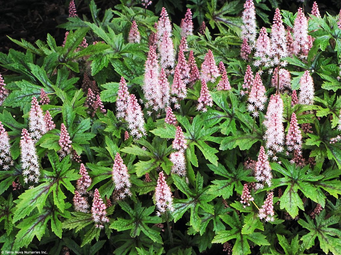 Tiarella Pink Skyrocket