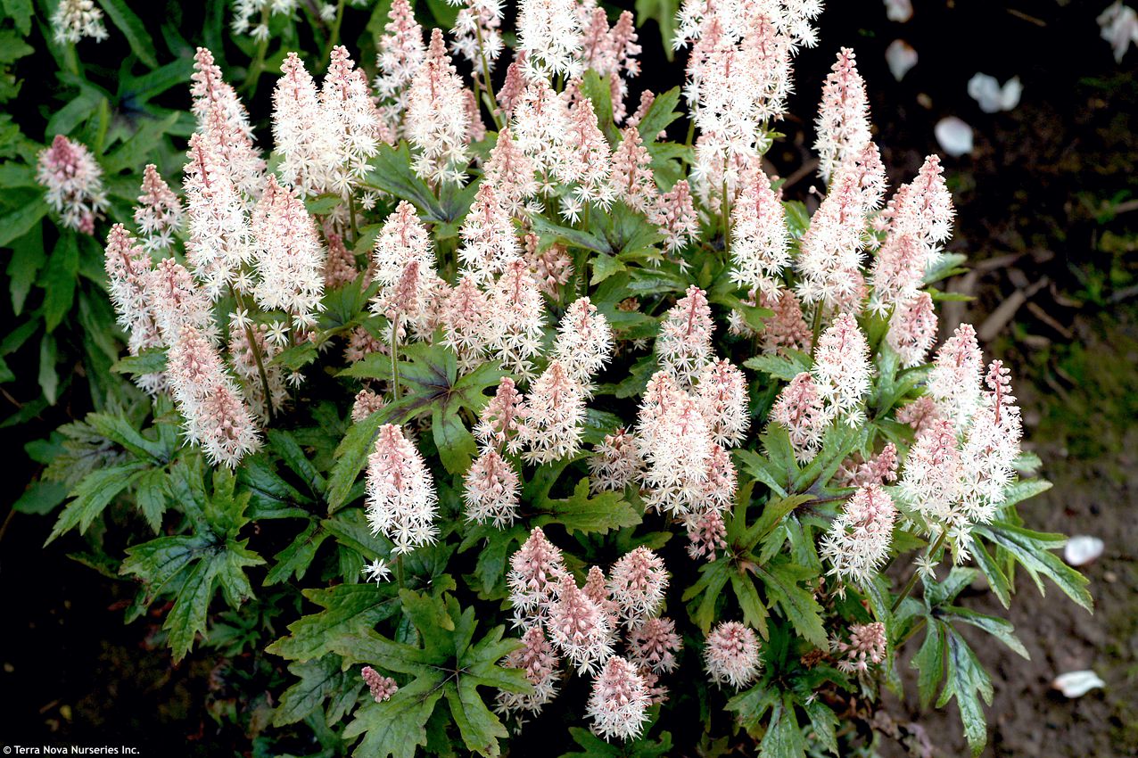 Tiarella Pink Skyrocket