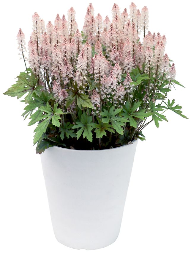 Tiarella Pink Skyrocket