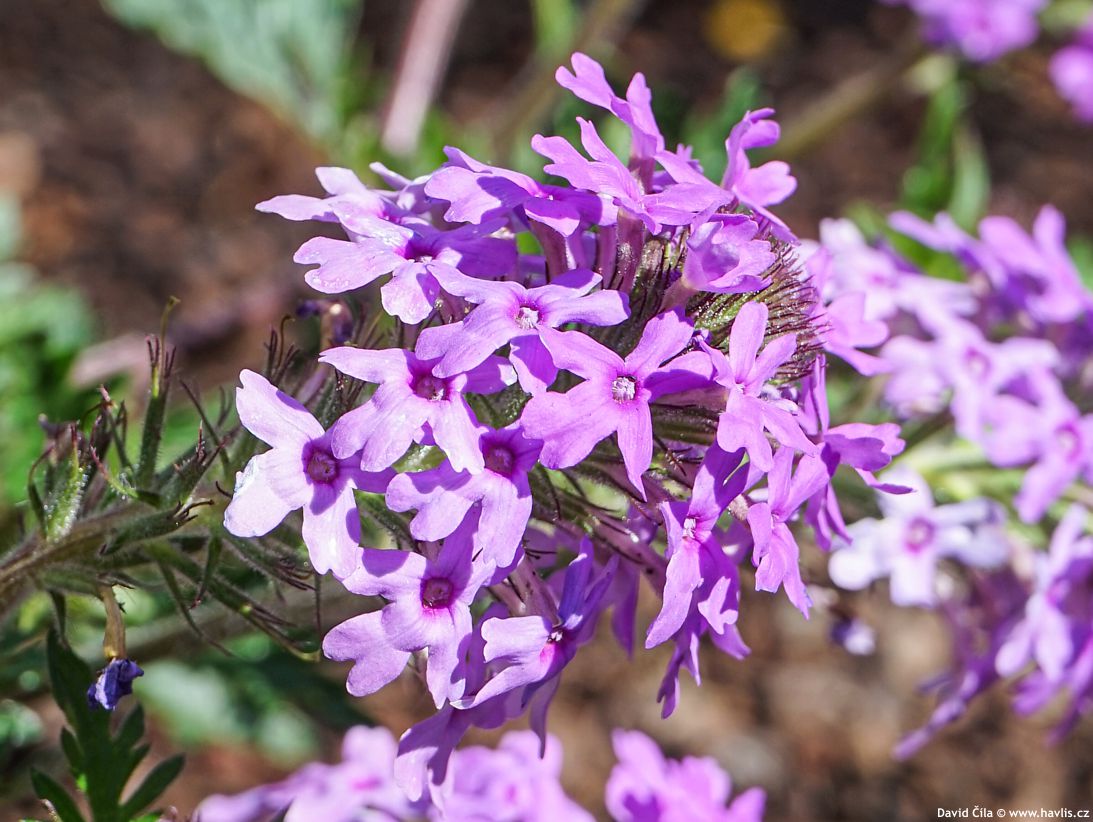 Verbena canadensis Homestead Purple