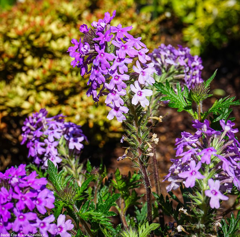 Verbena canadensis Homestead Purple
