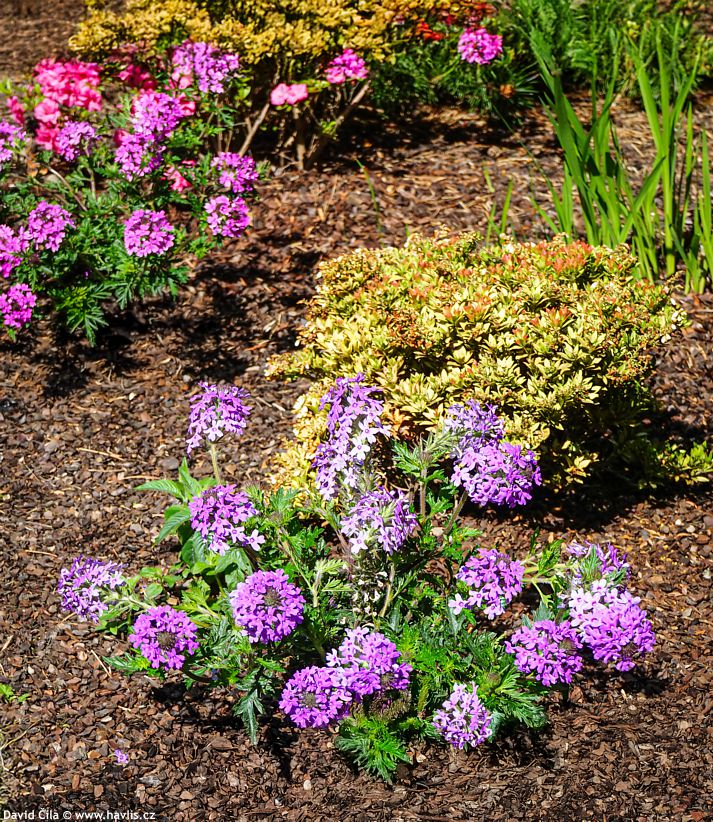 Verbena canadensis Homestead Purple