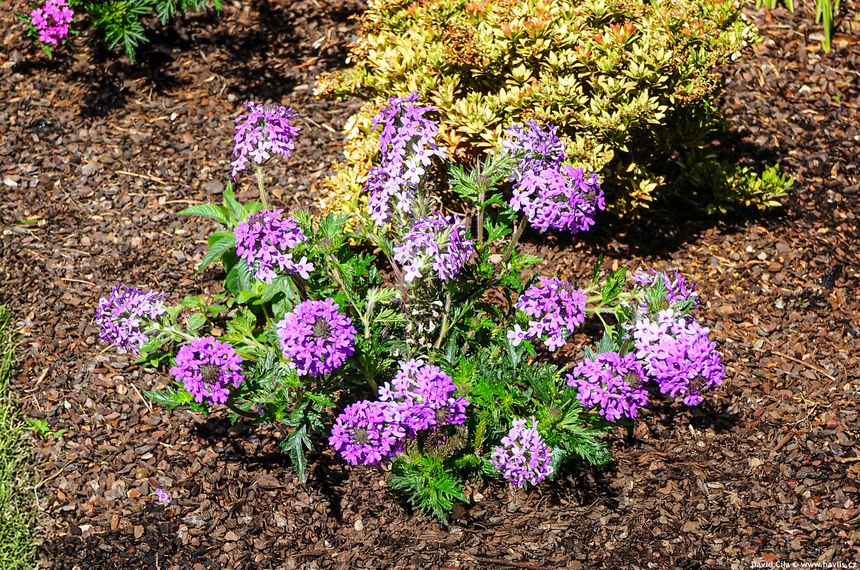 Verbena canadensis Homestead Purple
