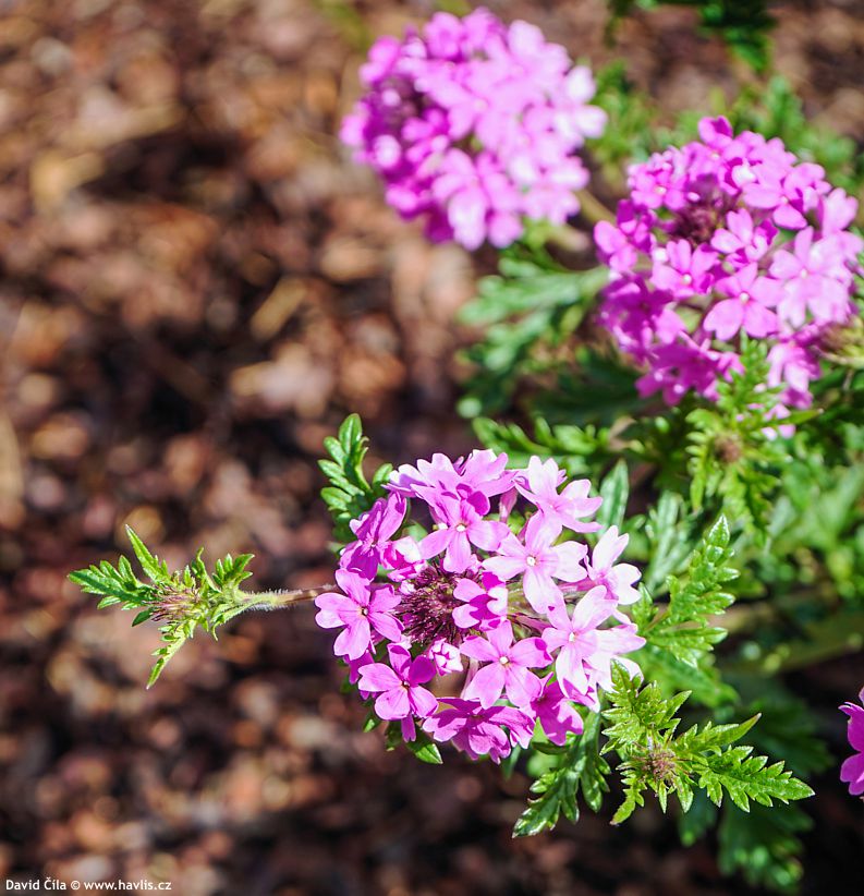 Verbena canadensis Veracity Rose