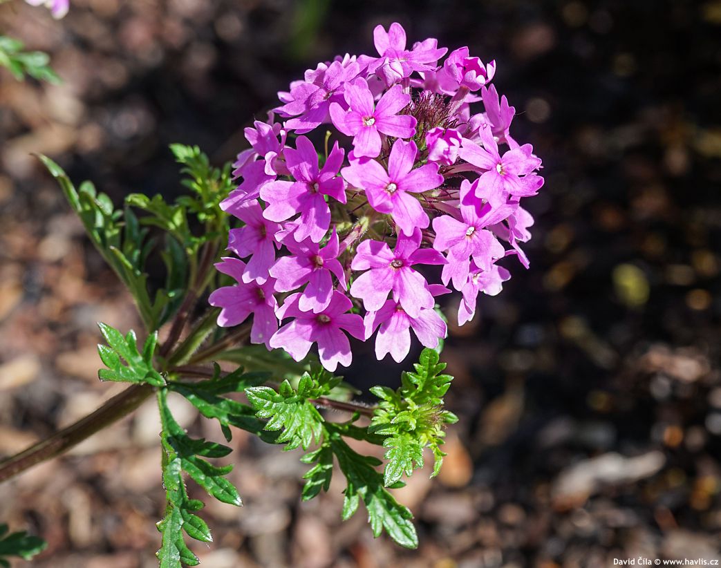 Verbena canadensis Veracity Rose