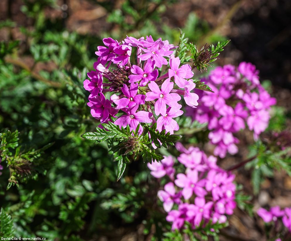 Verbena canadensis Veracity Rose