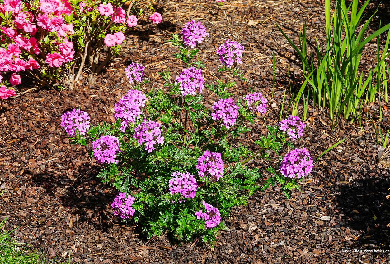 Verbena canadensis Veracity Rose