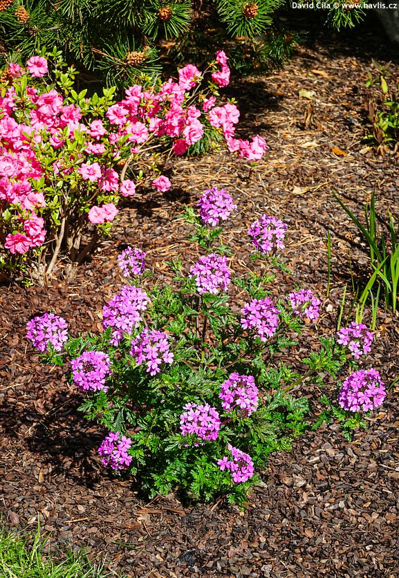 Verbena canadensis Veracity Rose