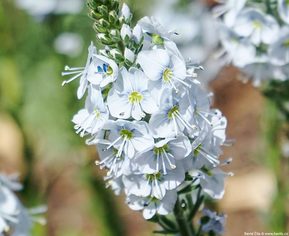 Veronica gentianoides Tissington White