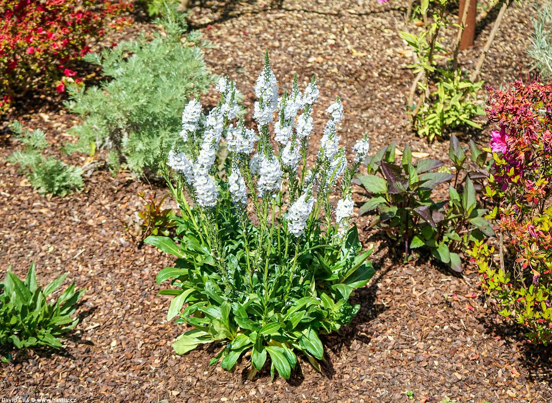 Veronica gentianoides Tissington White