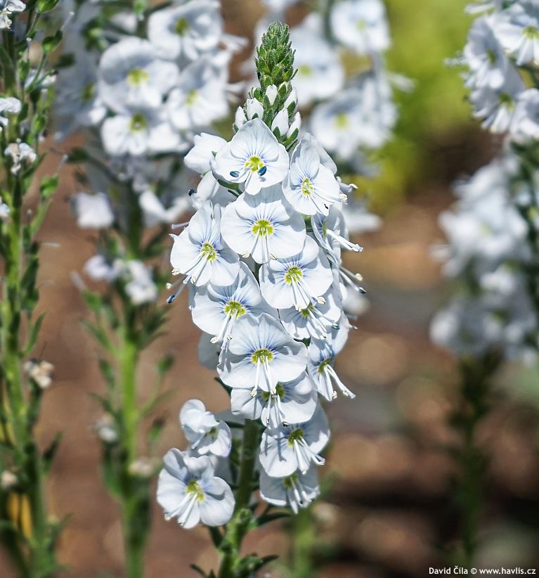 Veronica gentianoides Tissington White