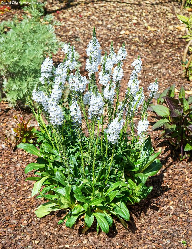 Veronica gentianoides Tissington White
