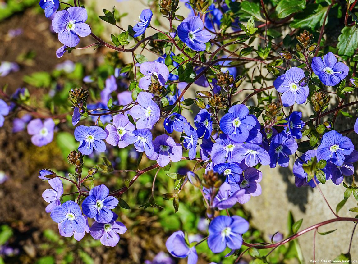 Veronica umbrosa Georgia Blue