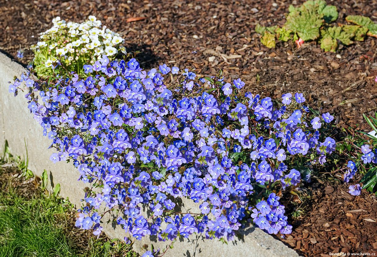 Veronica umbrosa Georgia Blue