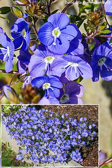 Veronica peduncularis (syn. V. umbrosa) 'GIORGIA BLUE'