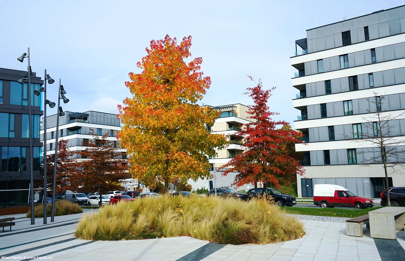 liquidambar styracifula a quercus palustris