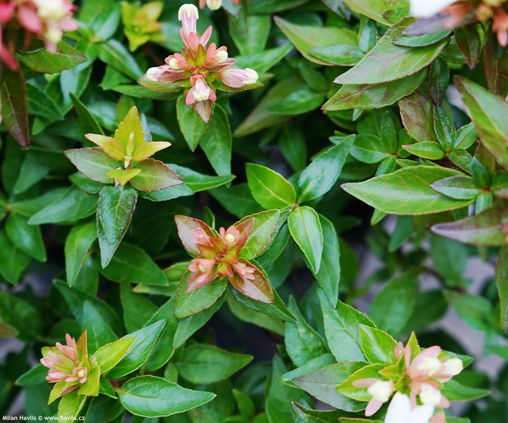 abelia x grandiflora Little Lady