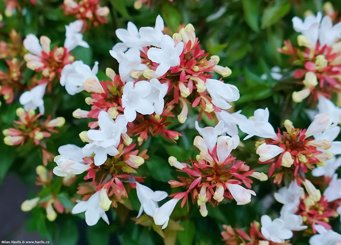 abelia x grandiflora Little Lady