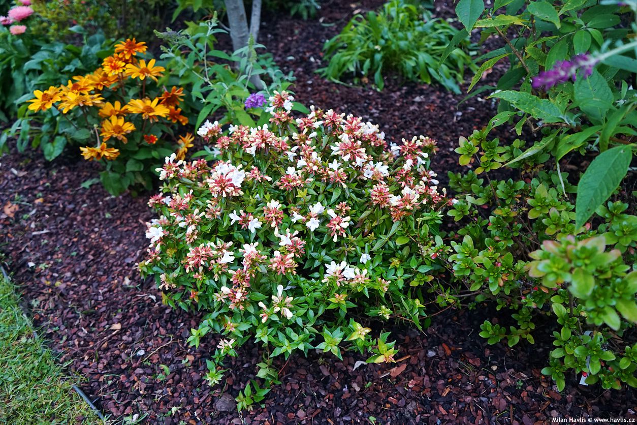 abelia x grandiflora Little Lady