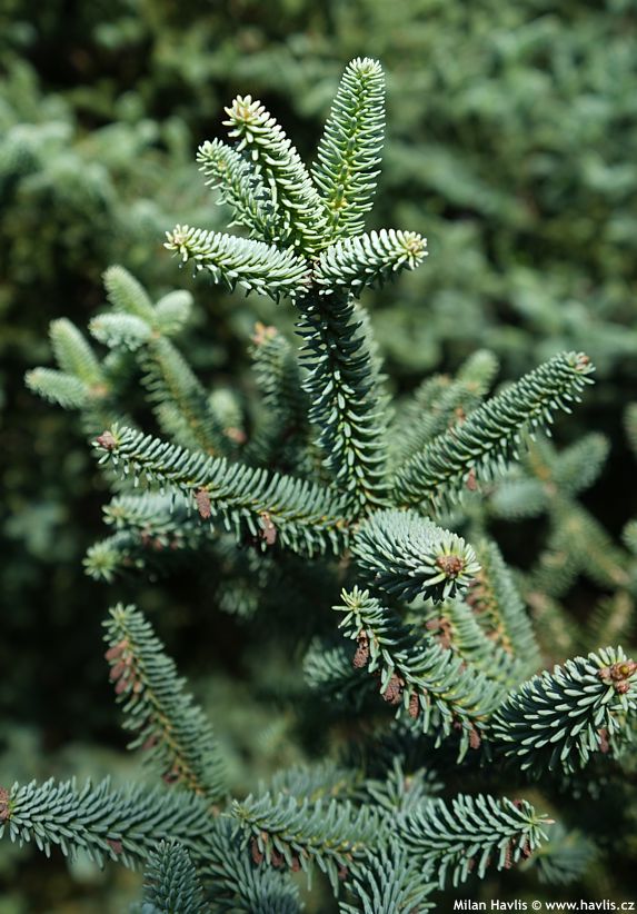 abies pinsapo