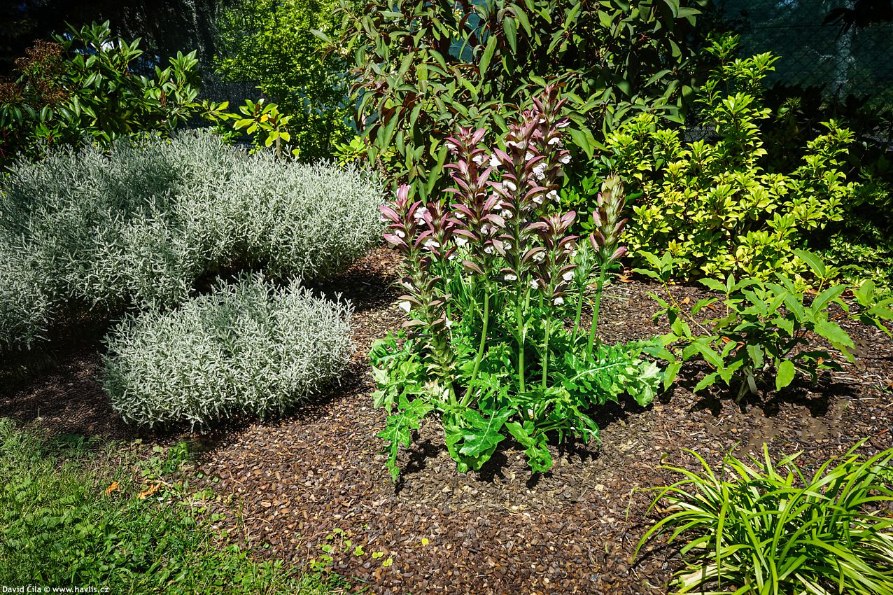 acanthus morning candle