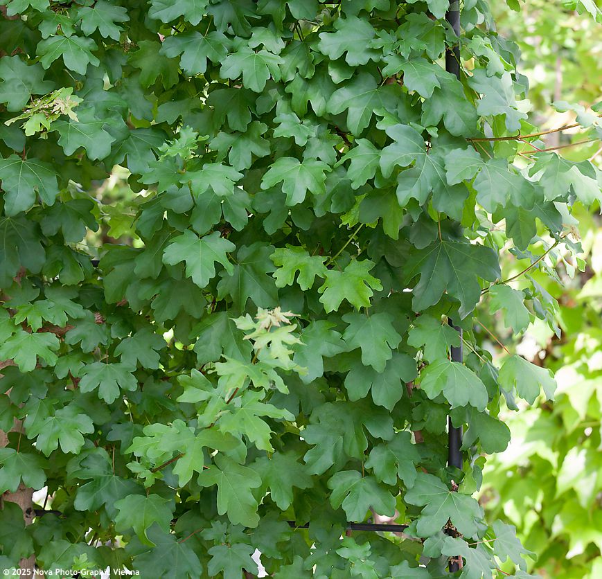 acer campestre Elsrijk