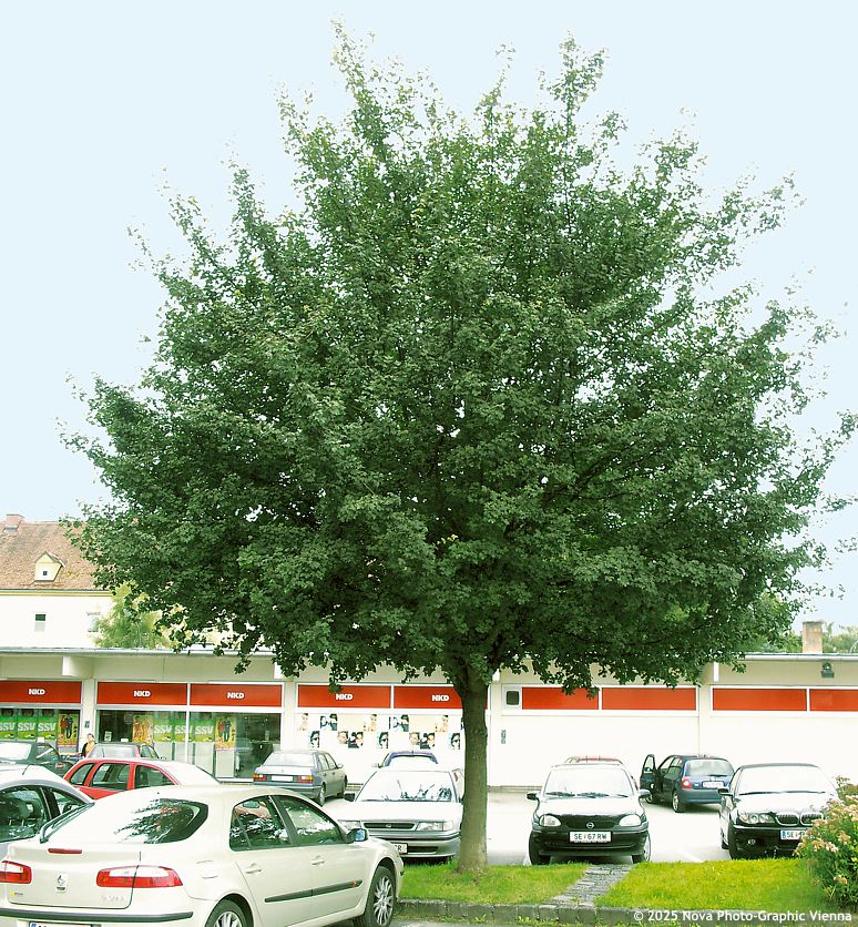 acer campestre Elsrijk