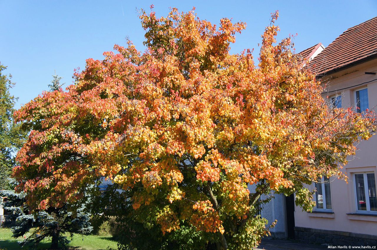 acer ginnala