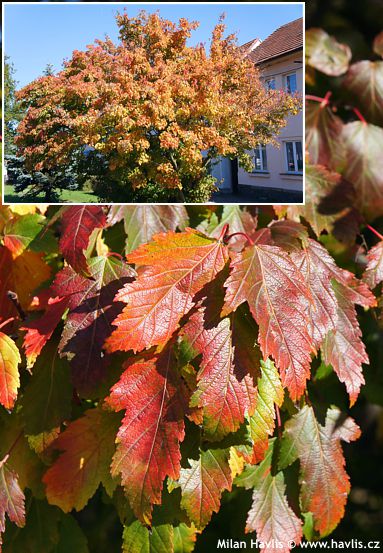 Acer tataricum ssp. ginnala