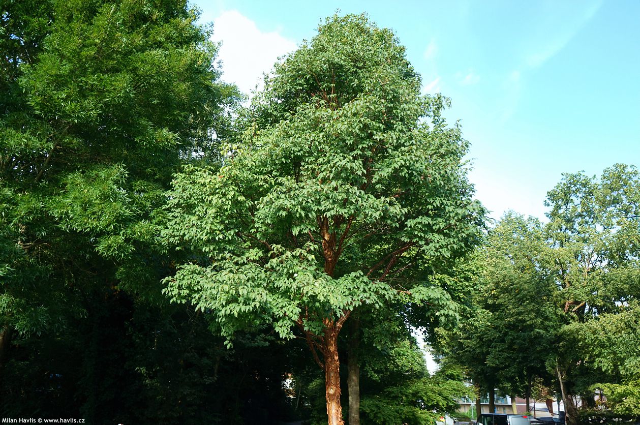 acer griseum