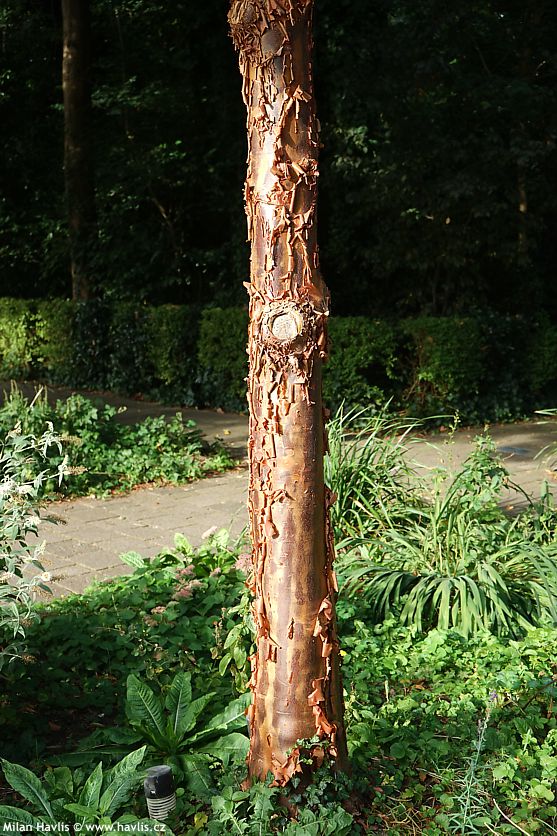 acer griseum