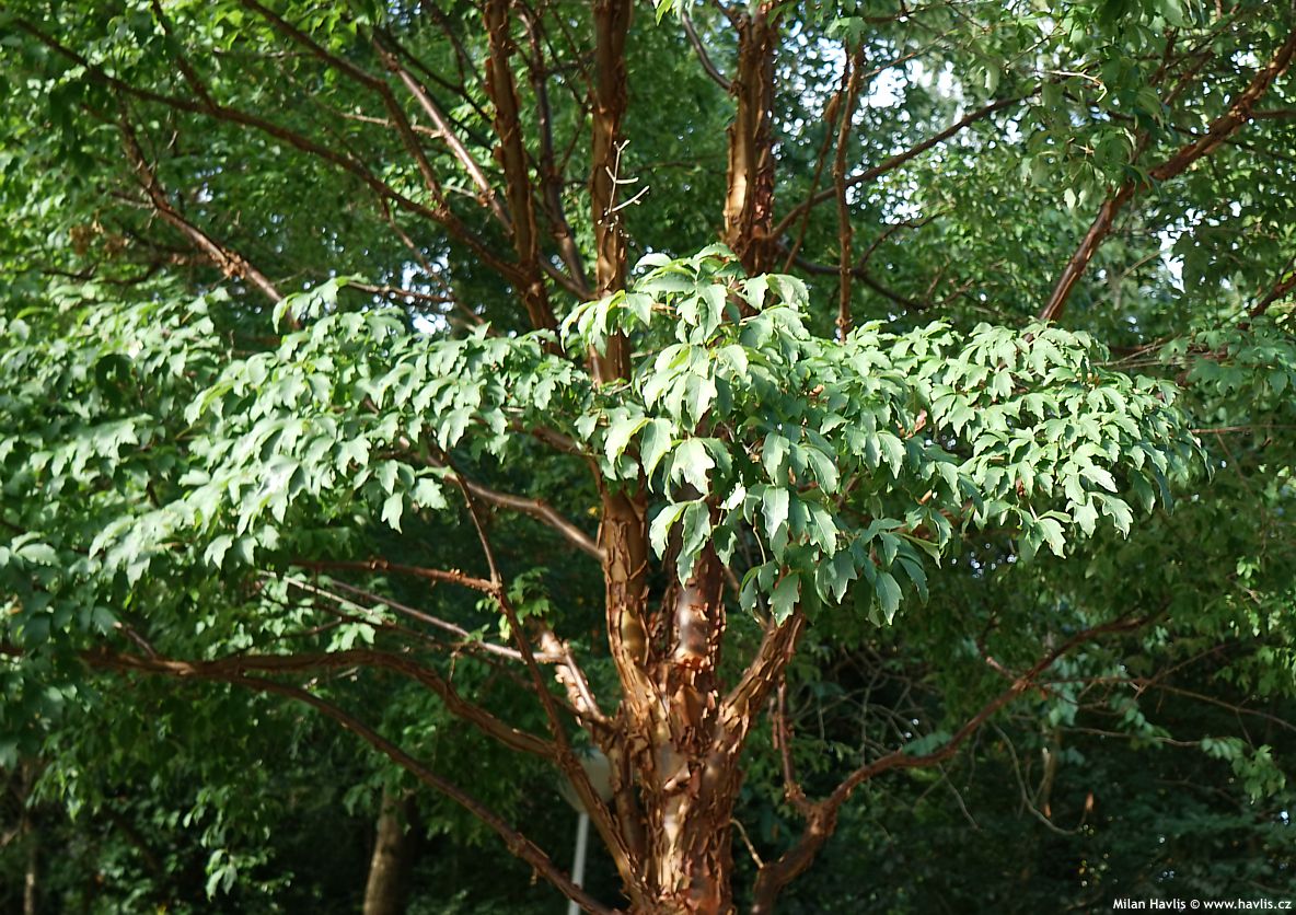 acer griseum