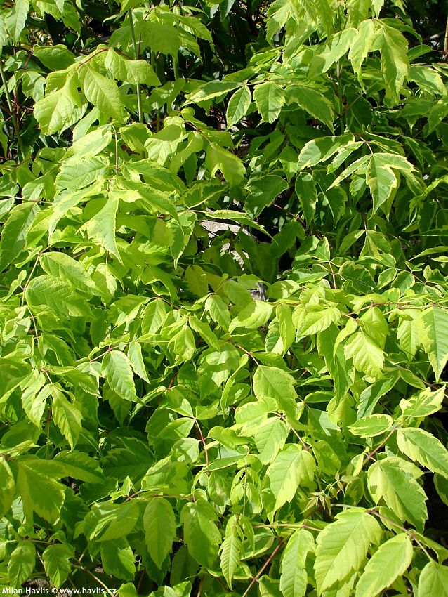 acer negundo Aureomarginatum