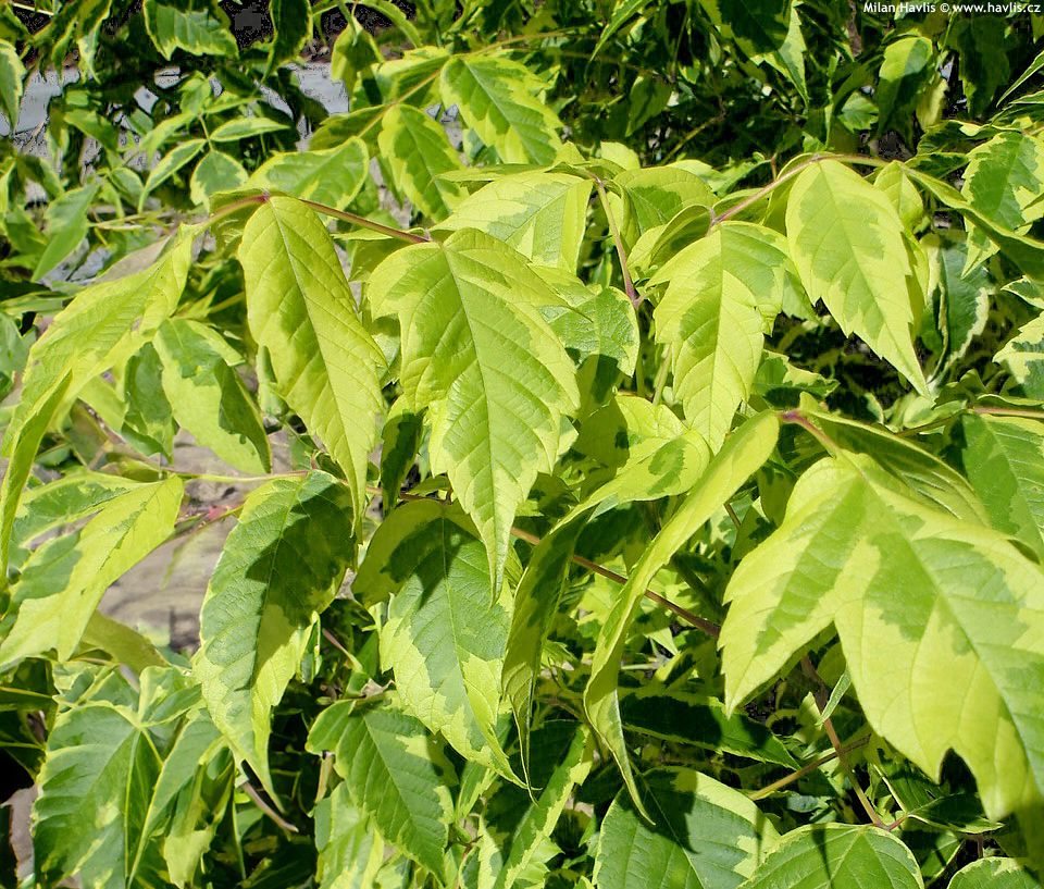 acer negundo Aureomarginatum