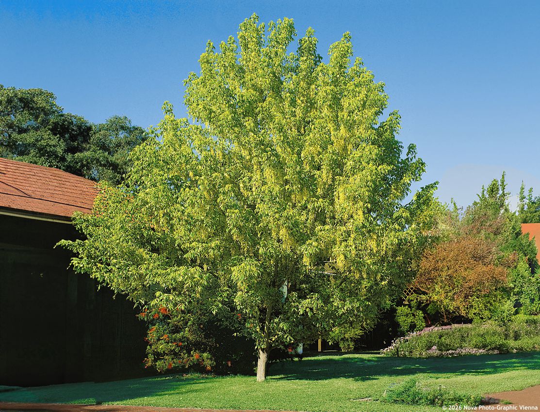 acer negundo Aureomarginatum
