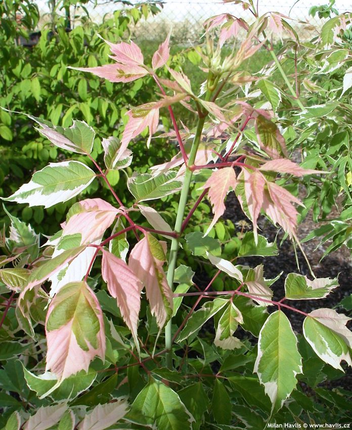 acer negundo Flamingo