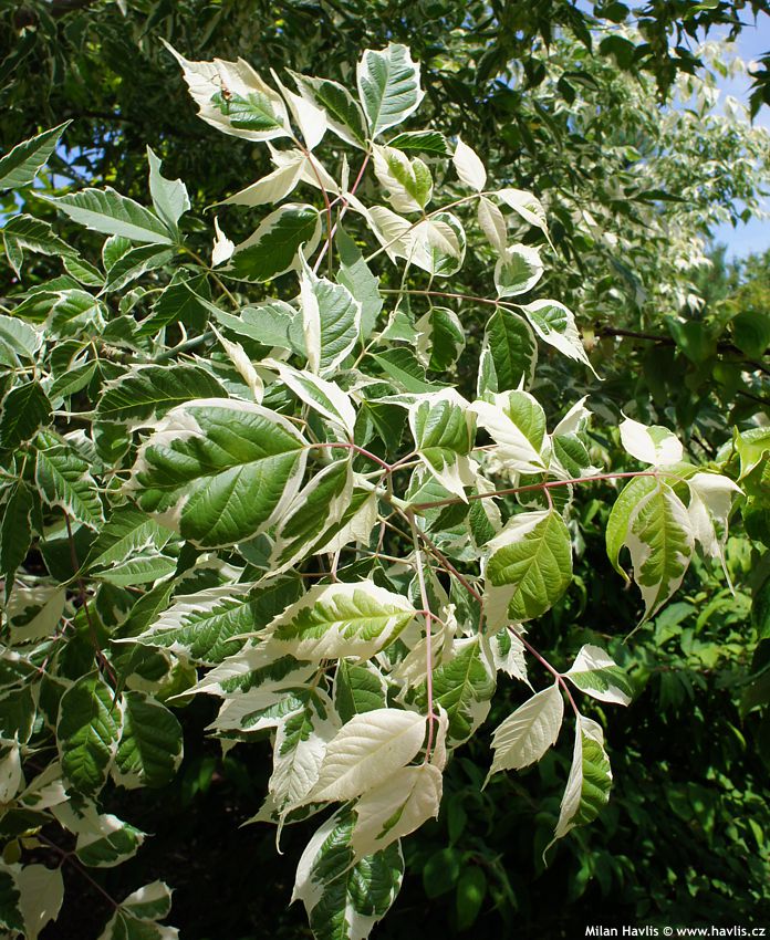 acer negundo Flamingo