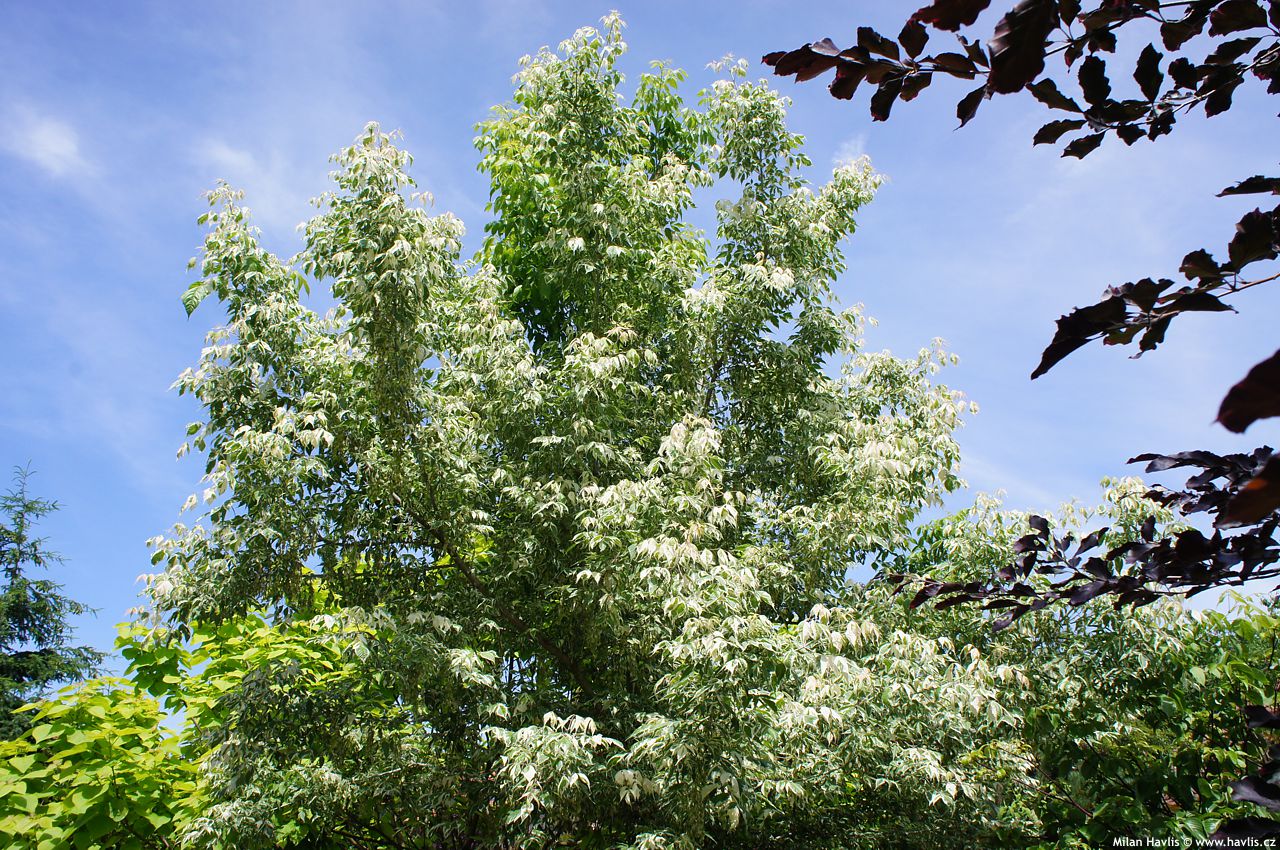 acer negundo Flamingo