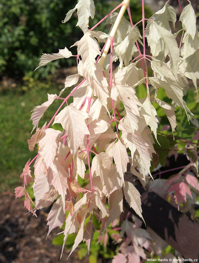 acer negundo Flamingo