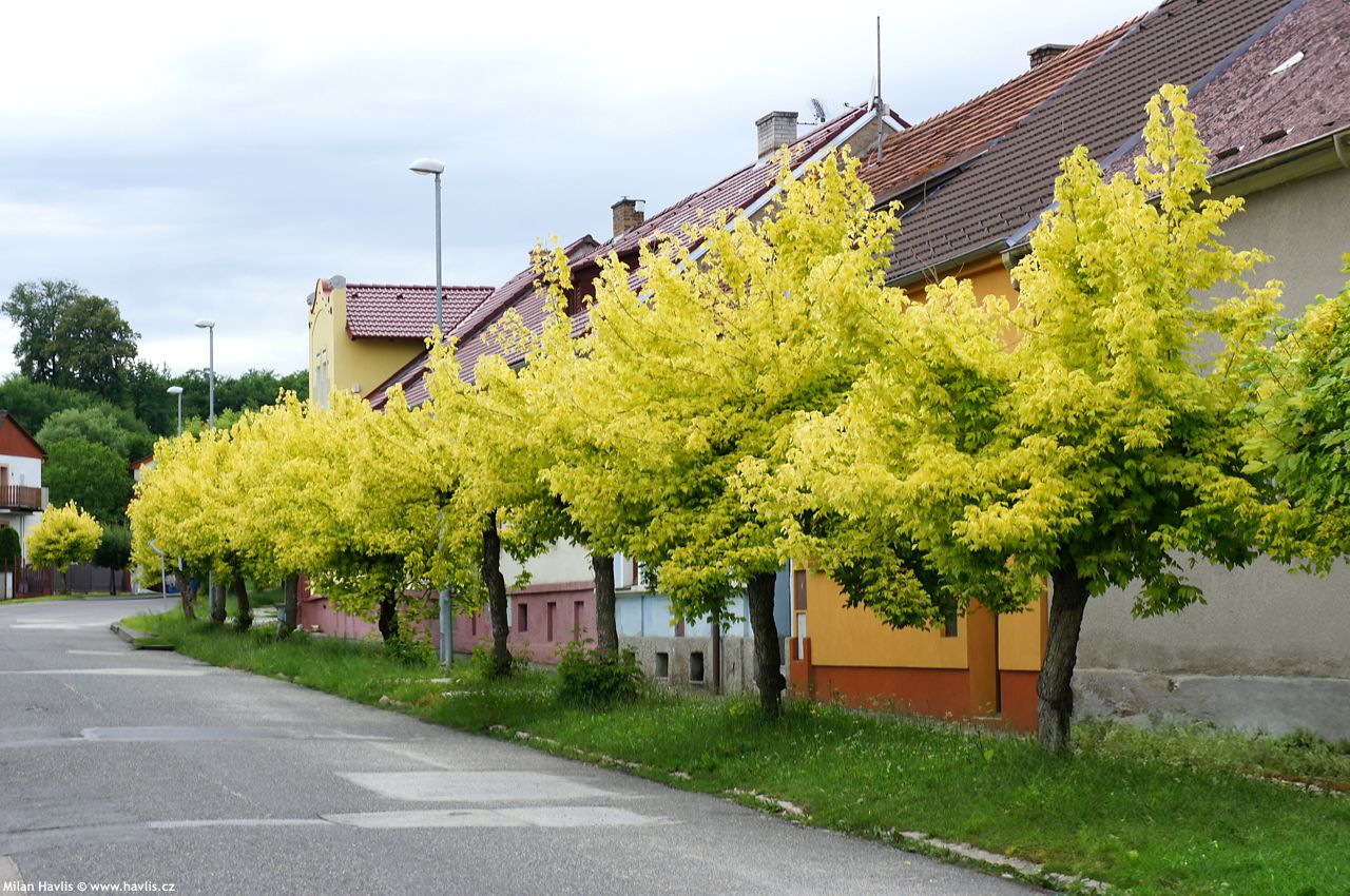 acer negundo Kellys Gold