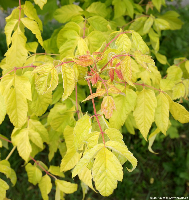 acer negundo Kellys Gold