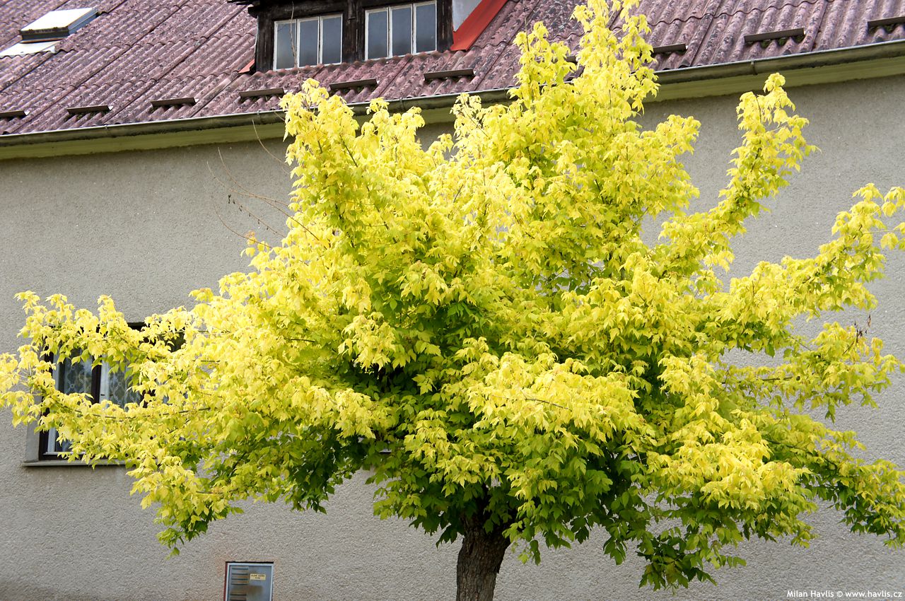 acer negundo Kellys Gold