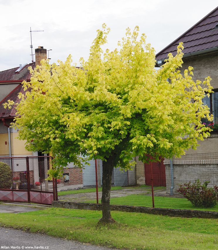 acer negundo Kellys Gold