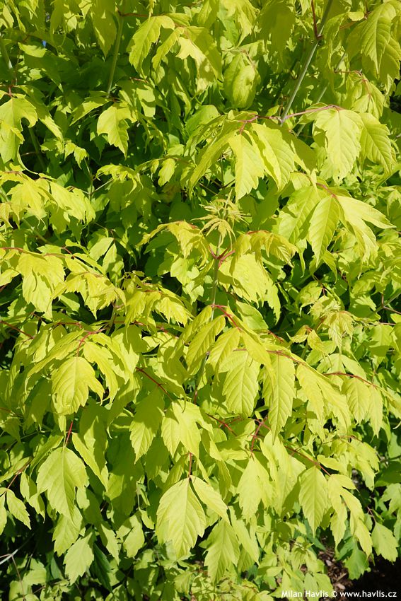 acer negundo Kellys Gold
