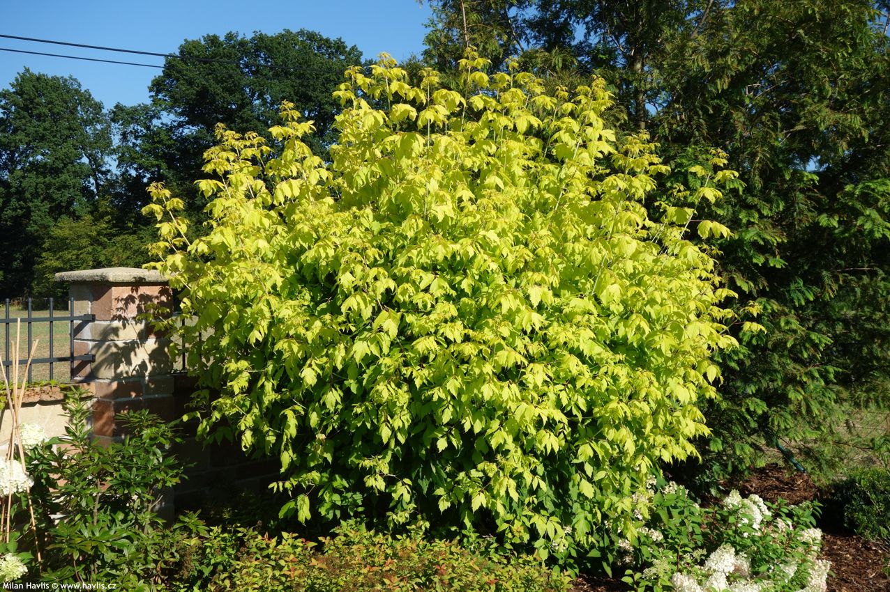 acer negundo Kellys Gold