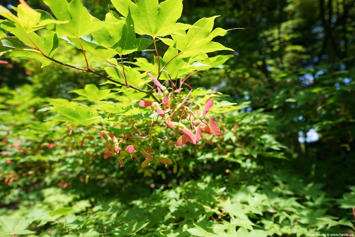 acer palmatum